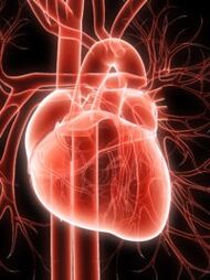 Cardio vascular system and hypertension